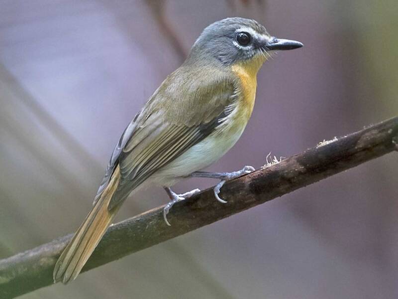 Palawan Blue Flycatcher, Photos 4