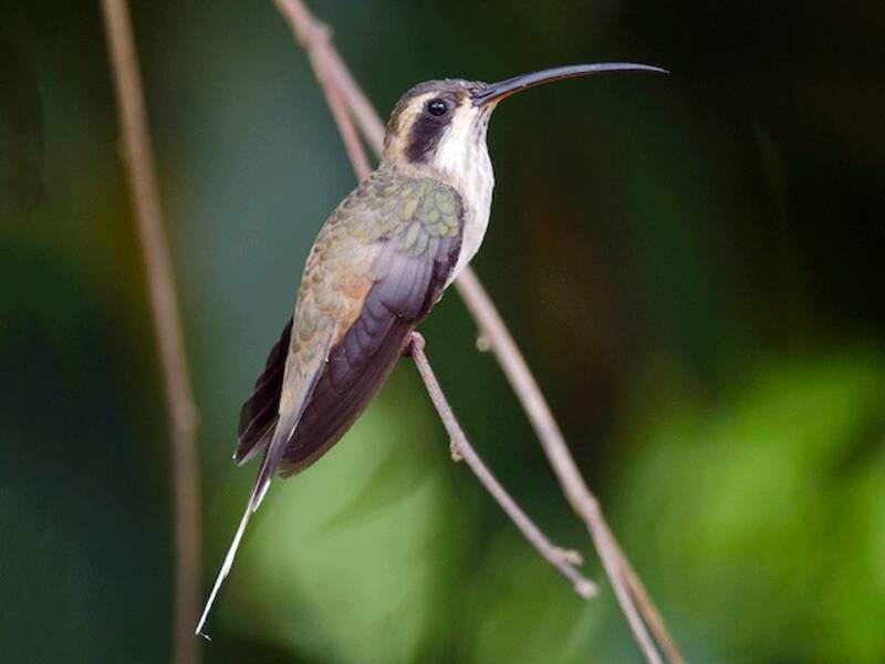 Pale-bellied Hermit, 照片 3