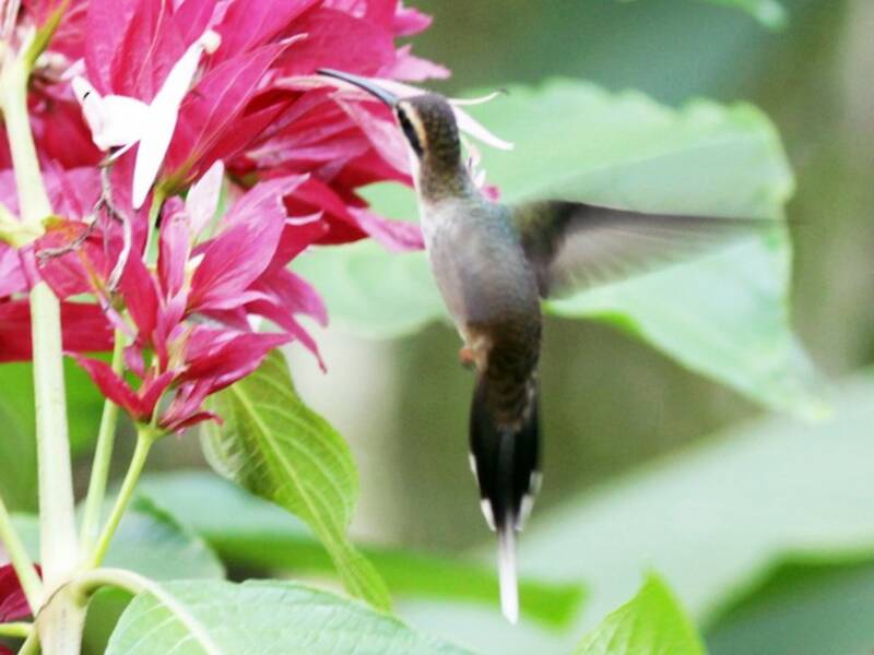 Pale-bellied Hermit, 照片 2