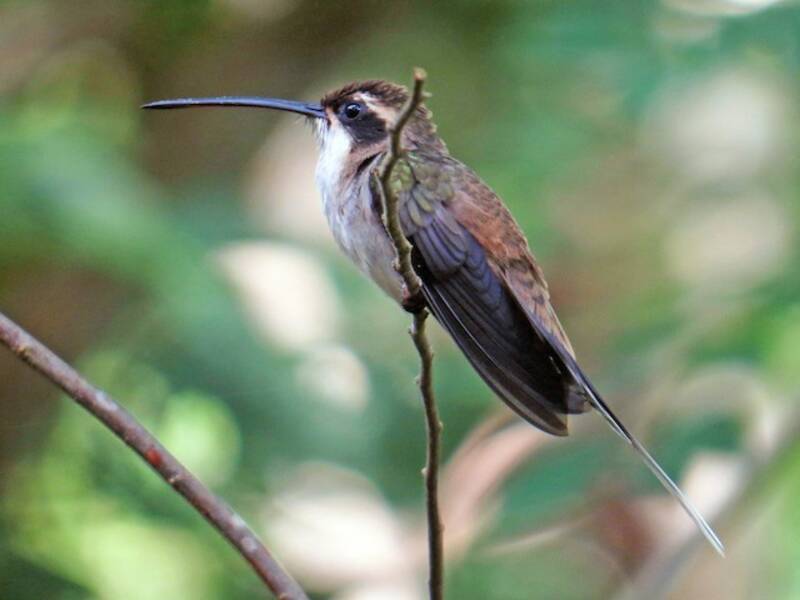 Pale-bellied Hermit