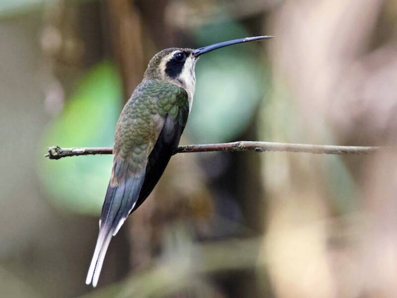 Pale-bellied Hermit, 照片 4