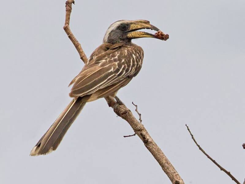 Blassschnabel-Nashornvogel, Fotos 2