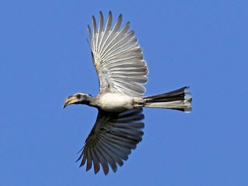 Blassschnabel-Nashornvogel, Fotos 4