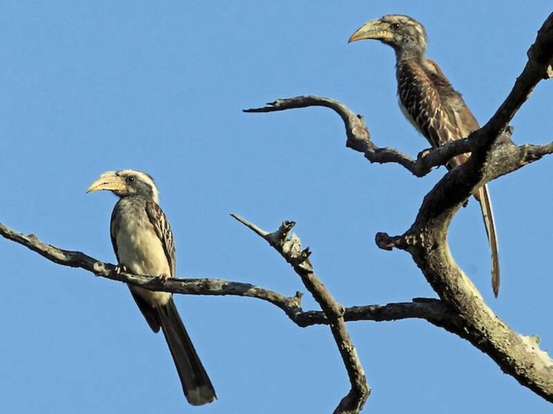 Blassschnabel-Nashornvogel
