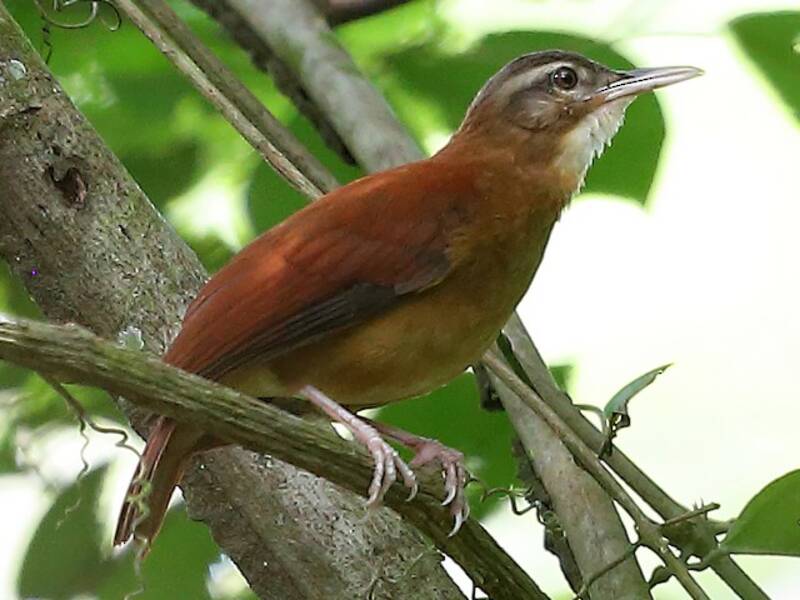 Hornero de pico pálido