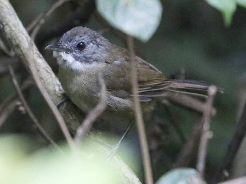 Illadopsis Pechipálido, Fotos 3