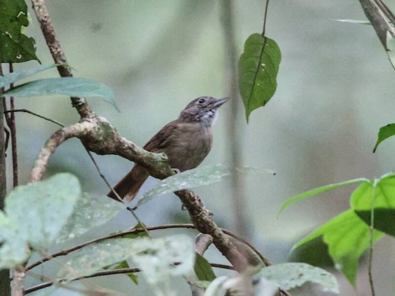 Illadopsis Pechipálido, Fotos 2