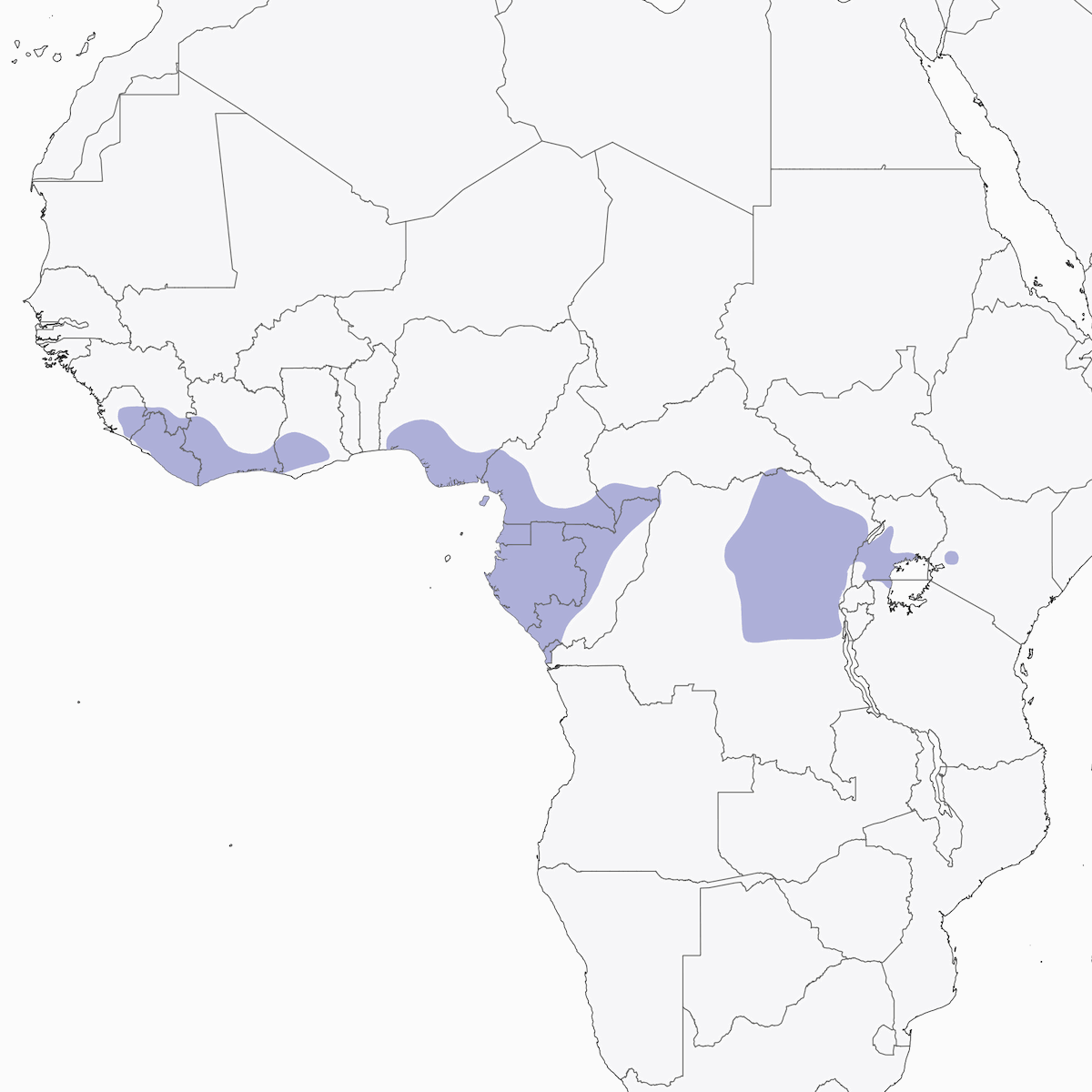 Illadopsis Pechipálido, Distribución 1