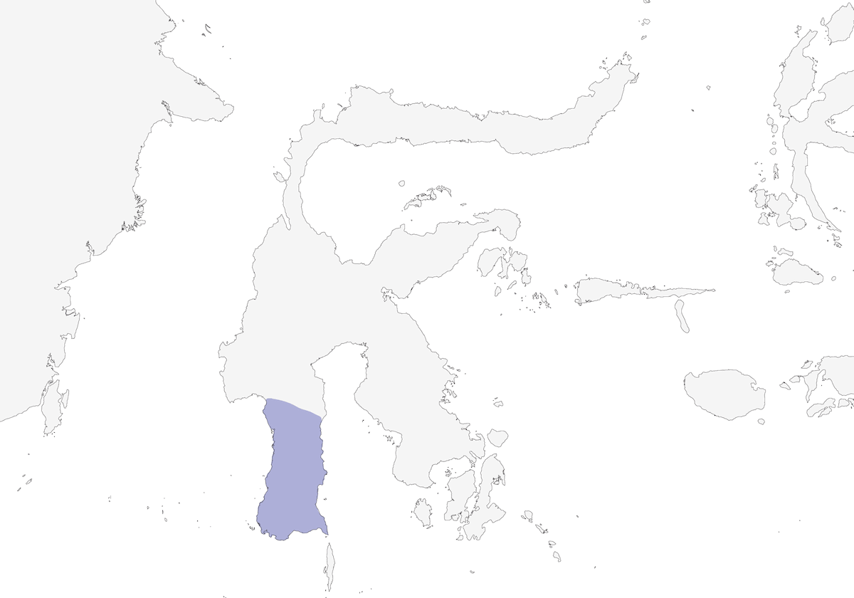 Maina ventrepallido, Distribuzione 1