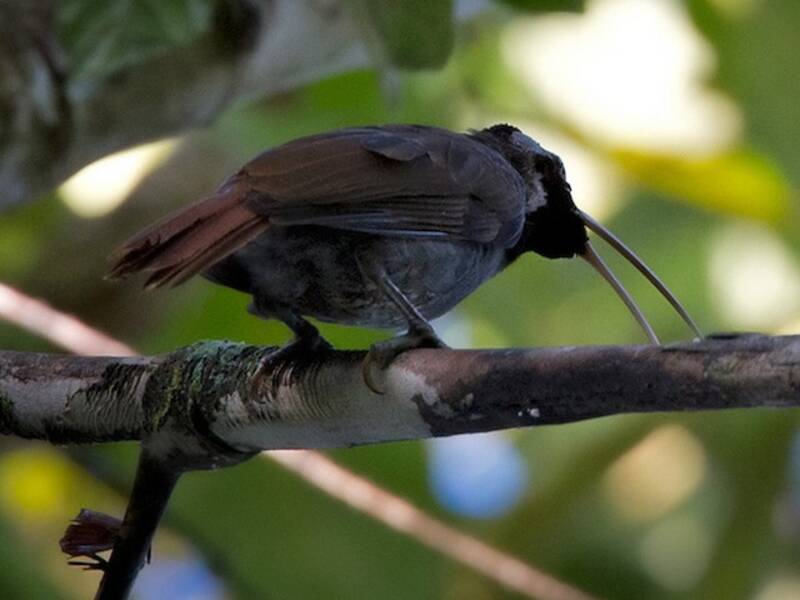 Pale-billed Sicklebill, Photos 2