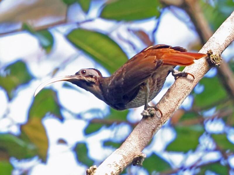 Pale-billed Sicklebill, Photos 4