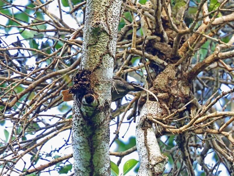 Pale-billed Sicklebill, Photos 3
