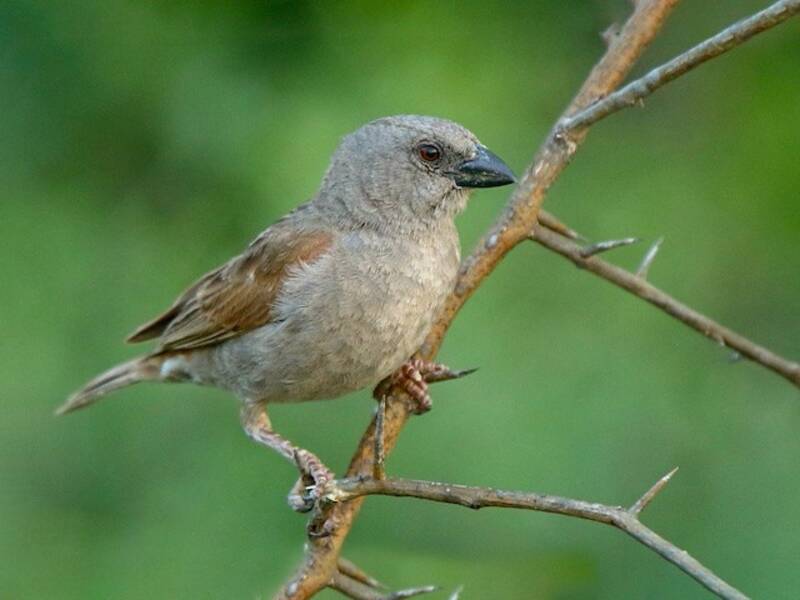Moineau perroquet, Photos 4