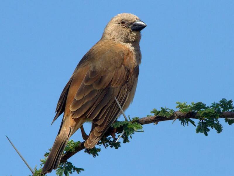 Moineau perroquet, Photos 2