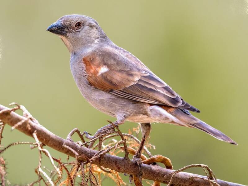 Moineau perroquet, Photos 3