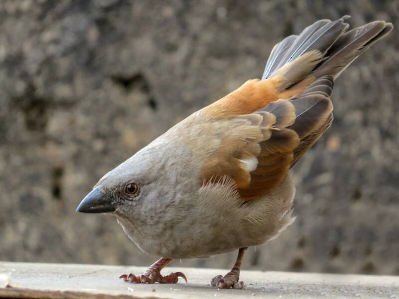 Moineau perroquet