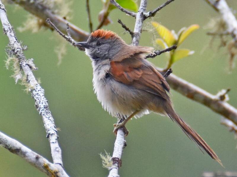 Pale-breasted Spinetail, 照片 3