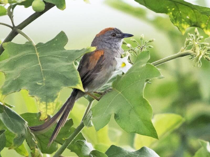 Pale-breasted Spinetail, 照片 4