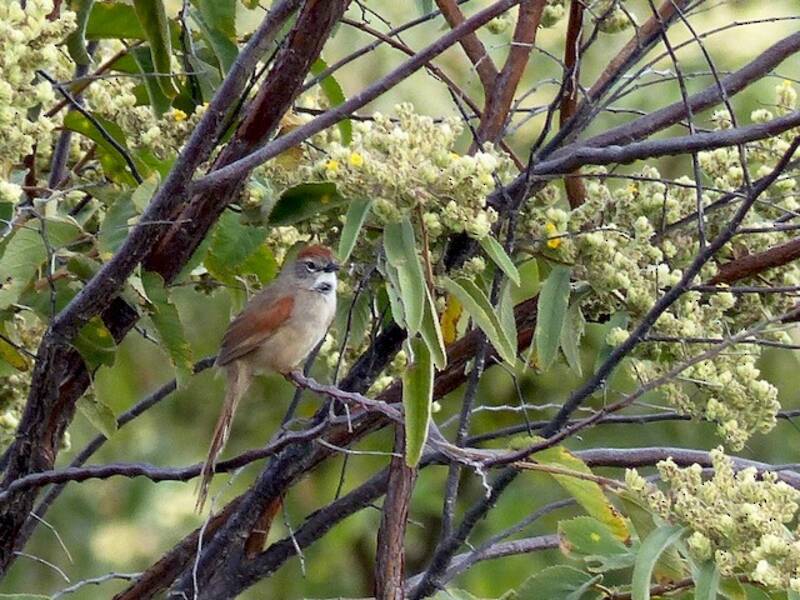 Pale-breasted Spinetail, 照片 2