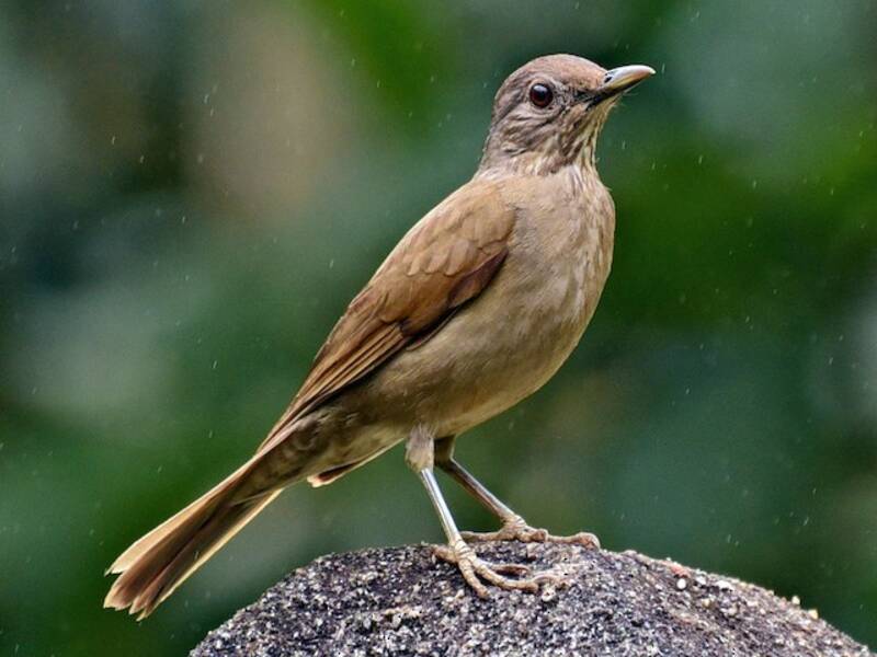 Pale-breasted Thrush