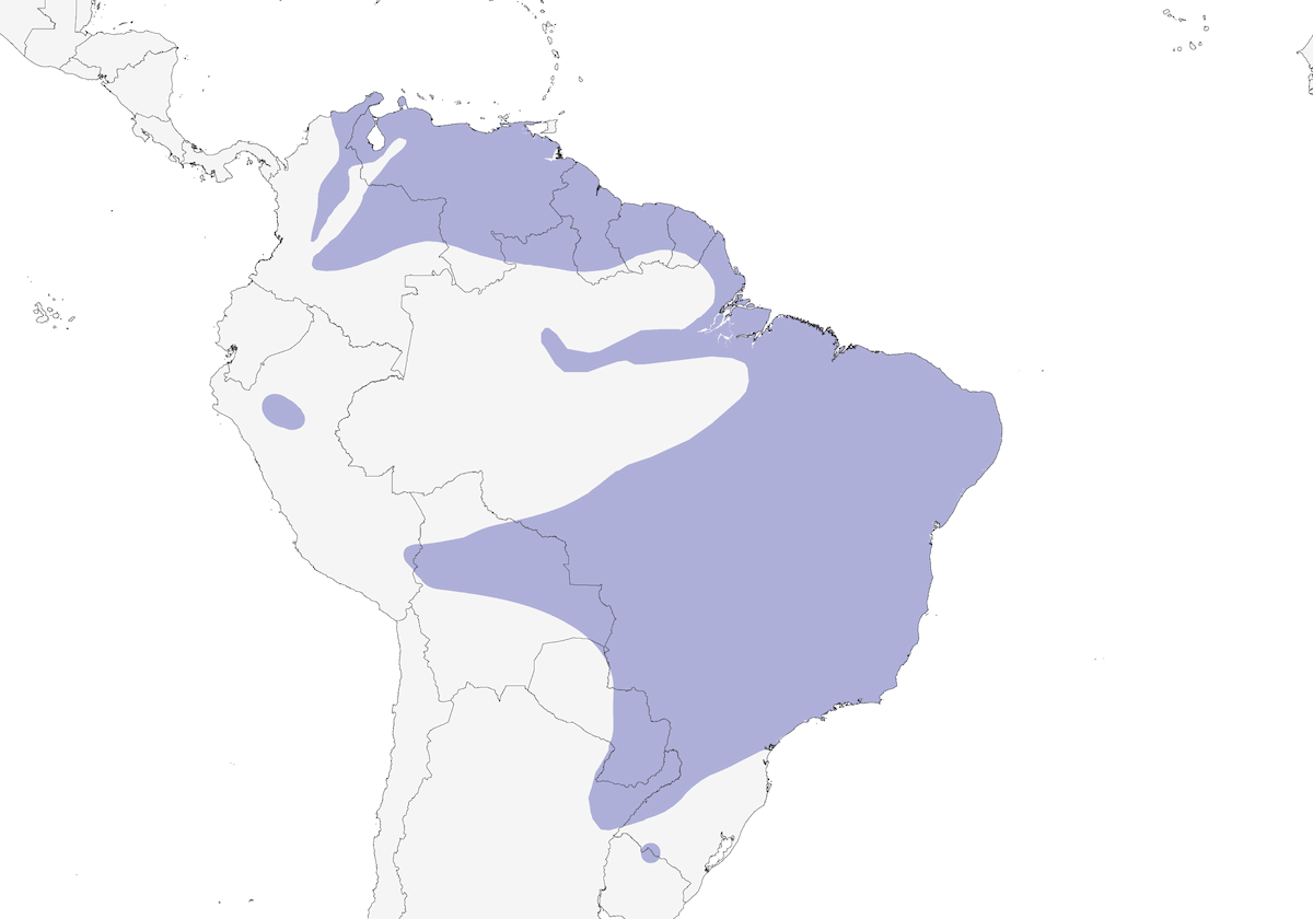 Zorzal Pechipálido, Distribución 1