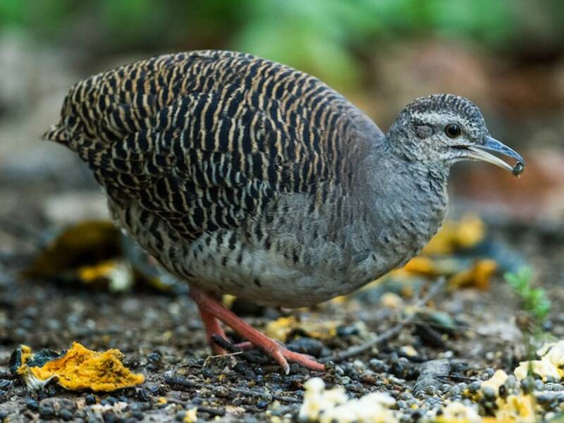 Pale-browed Tinamou, Photos 2
