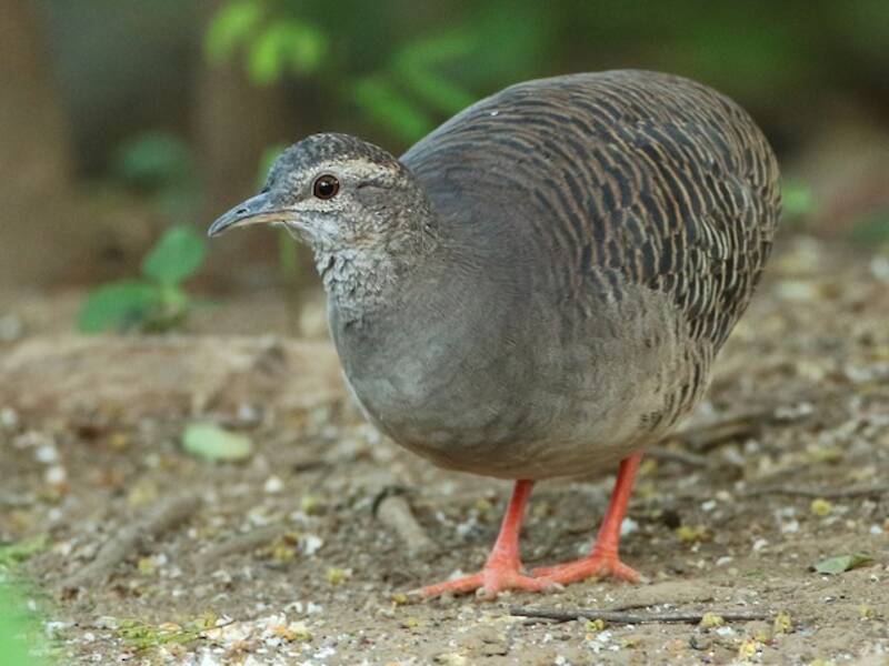 Pale-browed Tinamou, Photos 4