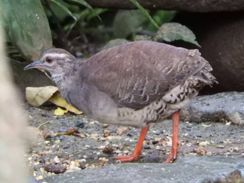 Pale-browed Tinamou, Photos 3