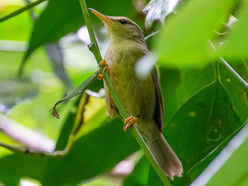 Palau Bush Warbler, 照片 3