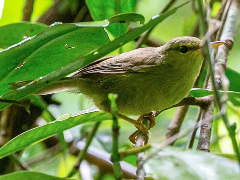 Palau Bush Warbler, 照片 4