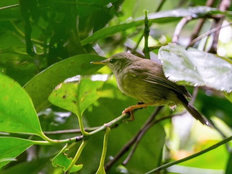 Palau Bush Warbler, 照片 2