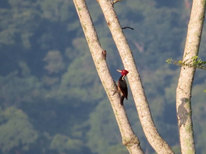 Pale-billed Woodpecker