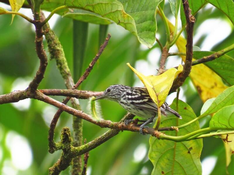 Mirmoterula del Pacifico