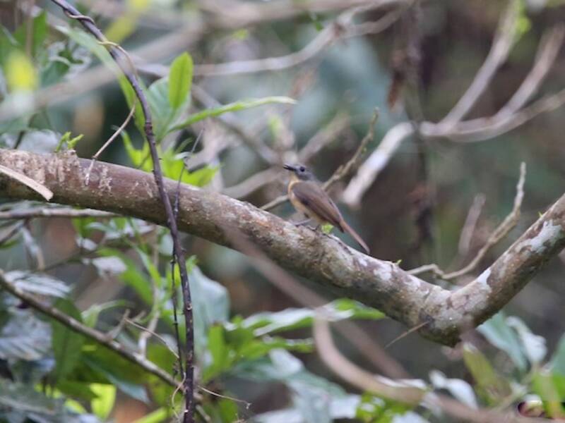 Pale-chinned Flycatcher