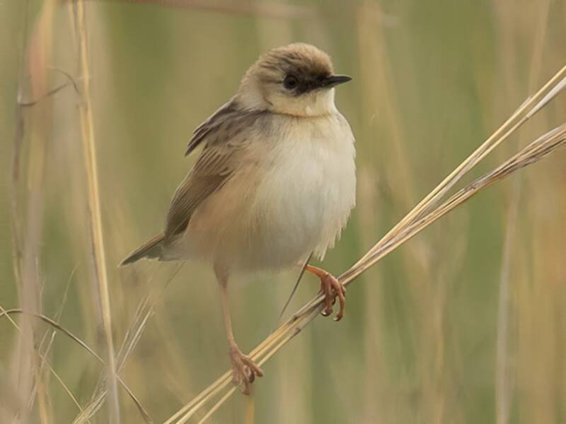Cisticola dalla corona chiara, Foto 3