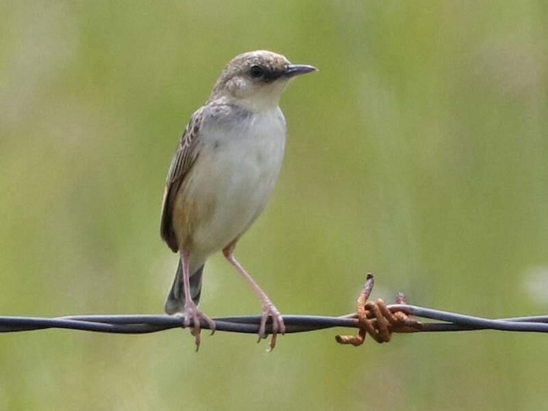 Cisticola dalla corona chiara, Foto 2