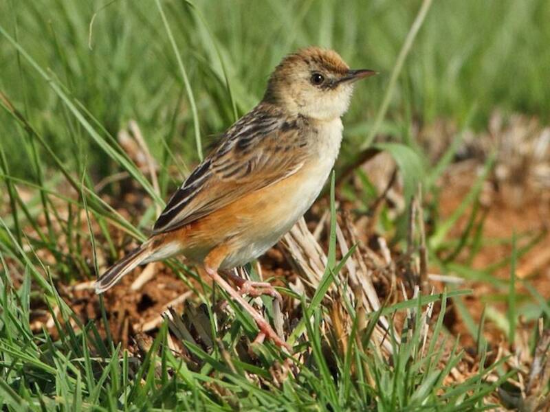 Cisticola dalla corona chiara, Foto 4