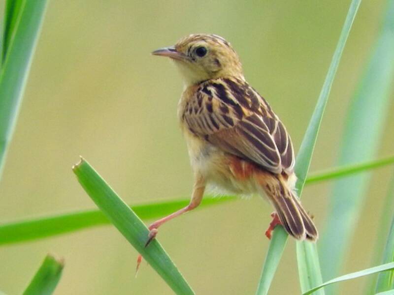 Cisticola dalla corona chiara