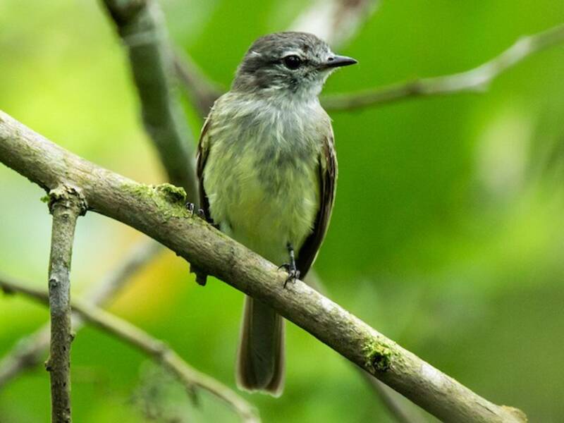 Pacific Elaenia, 照片 4