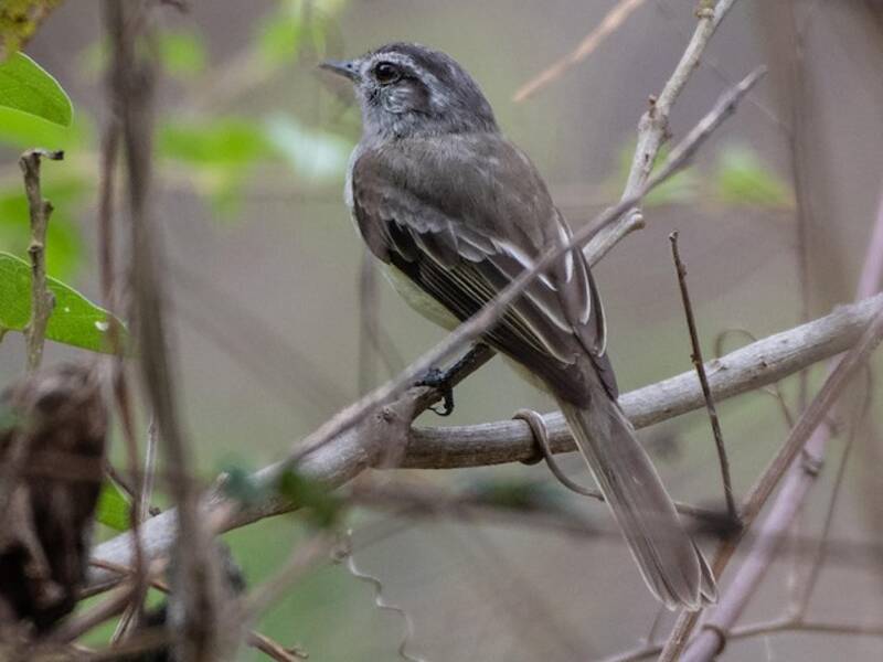 Pacific Elaenia, 照片 3