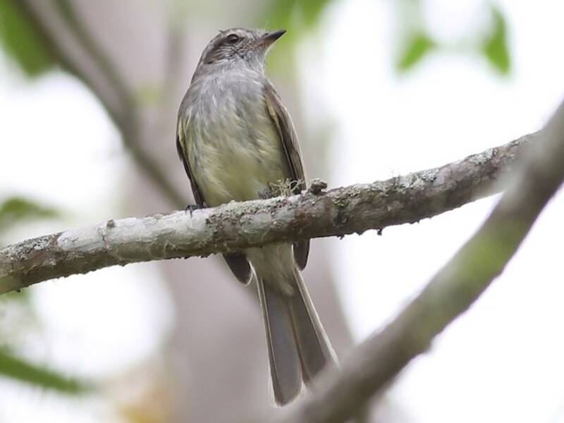 Pacific Elaenia, 照片 2