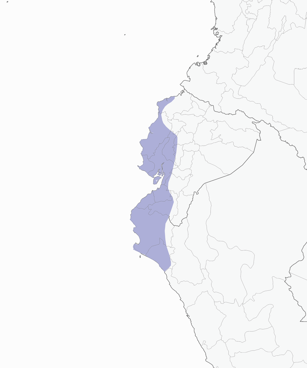 Pacific Elaenia, 分布 1