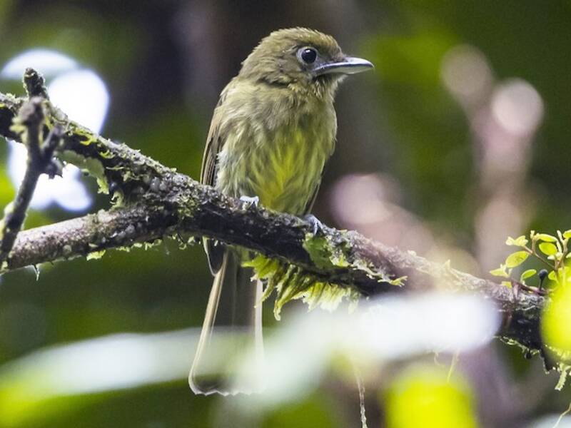 Pacific Flatbill