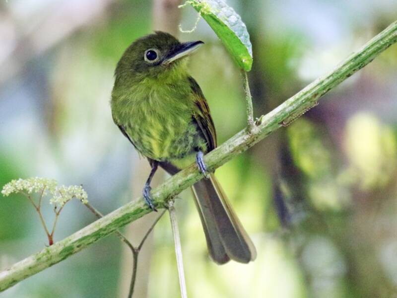 Pacific Flatbill, Photos 3