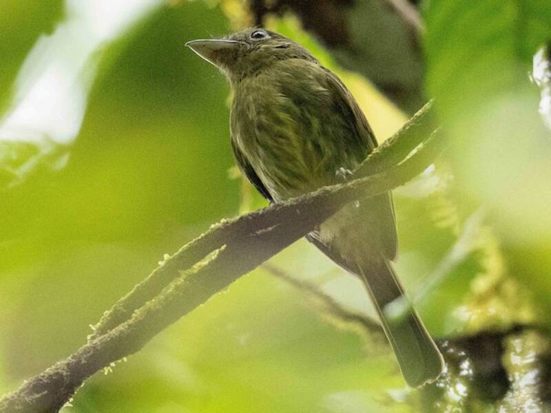 Pacific Flatbill, Photos 2