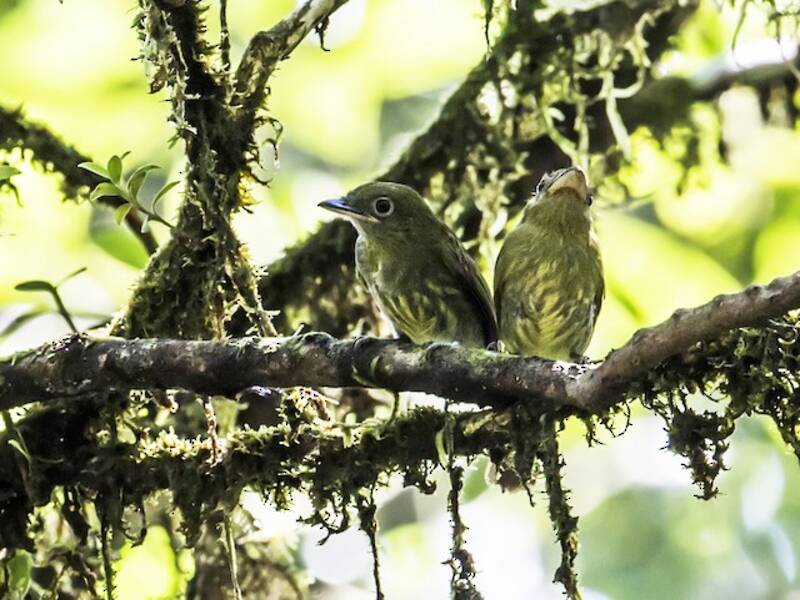 Pacific Flatbill, Photos 4