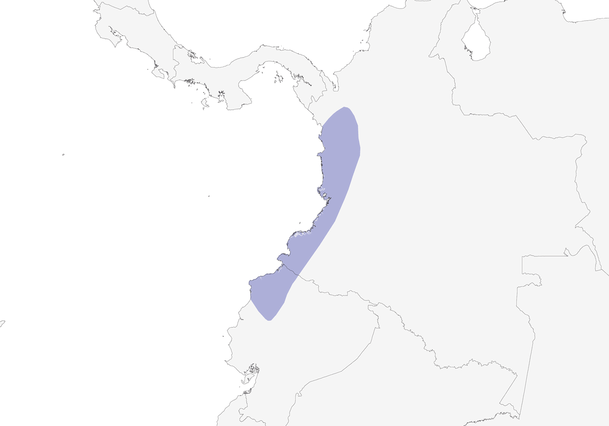 Pacific Flatbill, Distribution 1