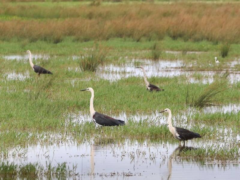Garza del Pacífico