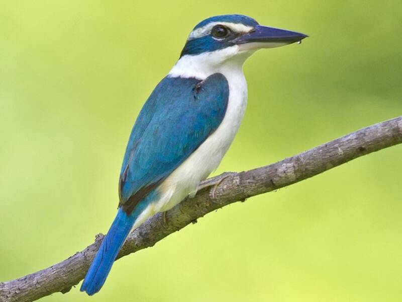 Pazifik-Eisvogel