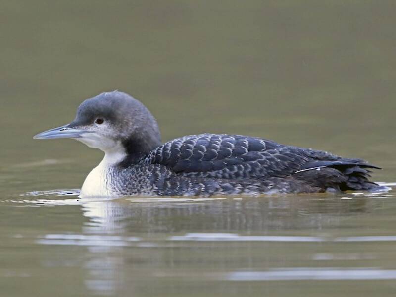 Pacific Loon (Gavia pacifica)
